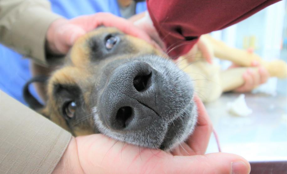 Cães de busca do GOST participam de doação de sangue.
