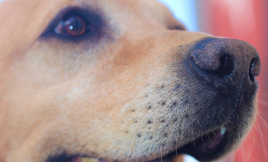 Cães de busca do GOST participam de doação de sangue.