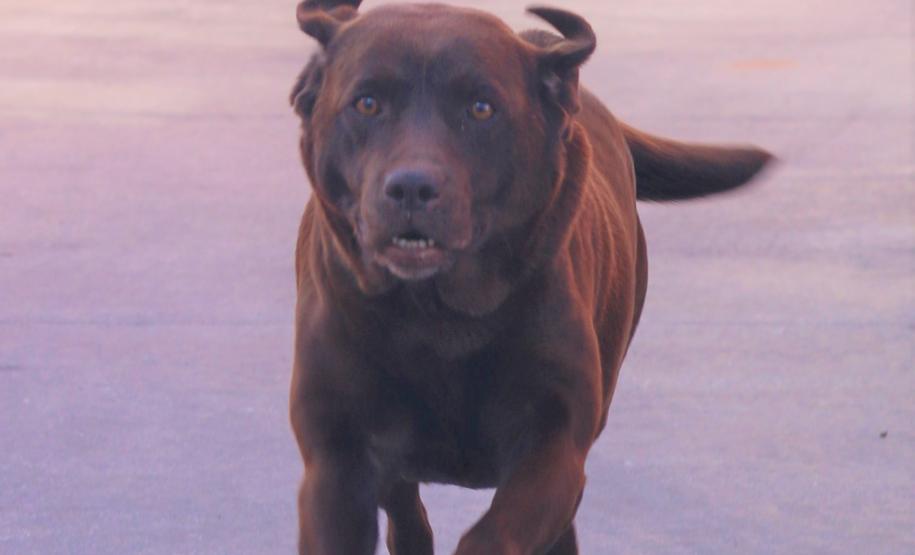 Cães de busca do GOST participam de doação de sangue.