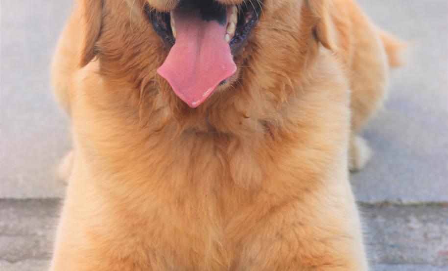 Cães de busca do GOST participam de doação de sangue.