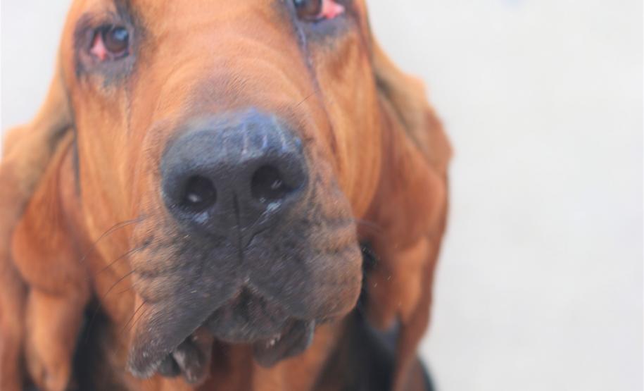 Cães de busca do GOST participam de doação de sangue.