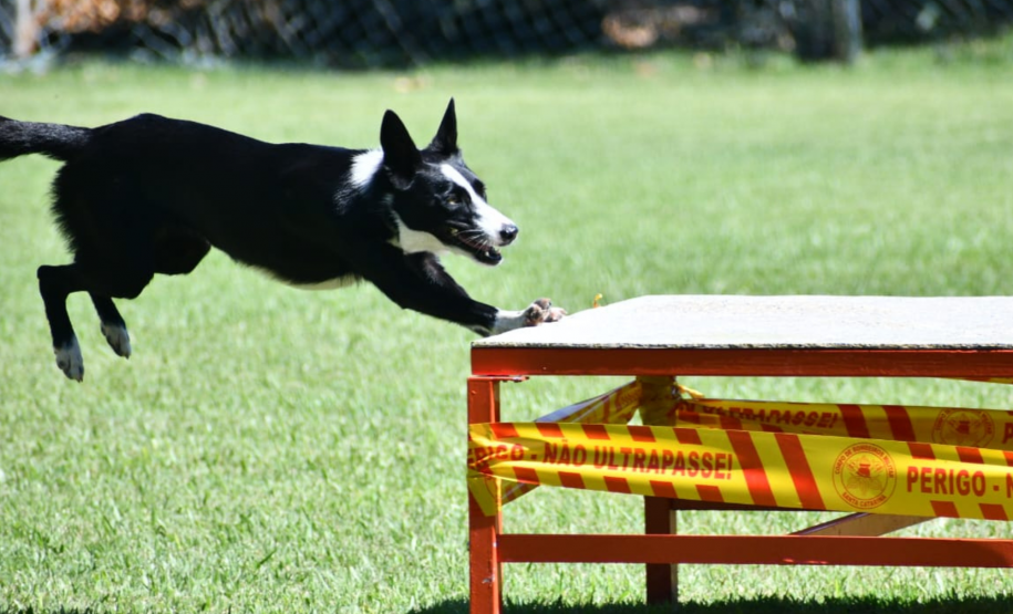 Certificação do Soldado Pereto como avaliador de cães de busca e resgate