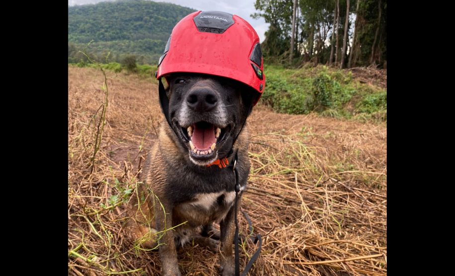 Paraná realiza 1ª Certificação Nacional de Cães de Busca e Resgate no estado, de 6 a 9 de maio de 2024.