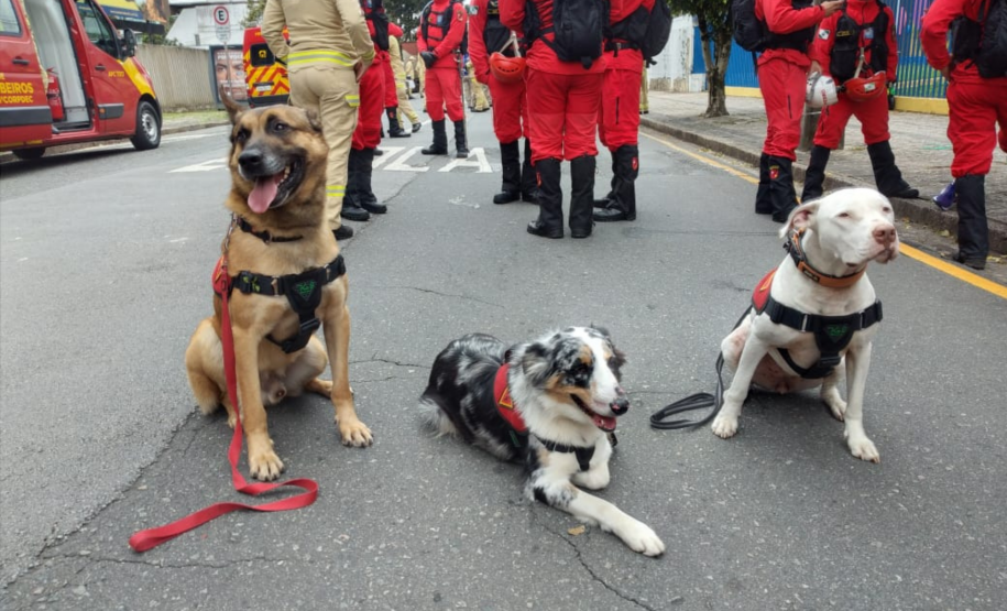 Paraná realiza 1ª Certificação Nacional de Cães de Busca e Resgate no estado, de 6 a 9 de maio de 2024.