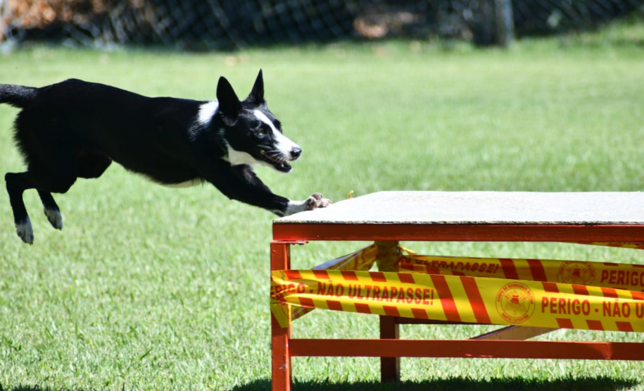 Paraná realiza 1ª Certificação Nacional de Cães de Busca e Resgate no estado, de 6 a 9 de maio de 2024.