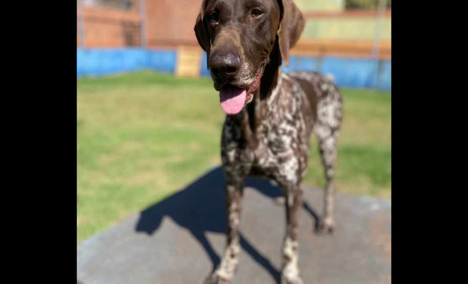 Cães de busca e resgate serão enviados pelo CBMPR para o RS.