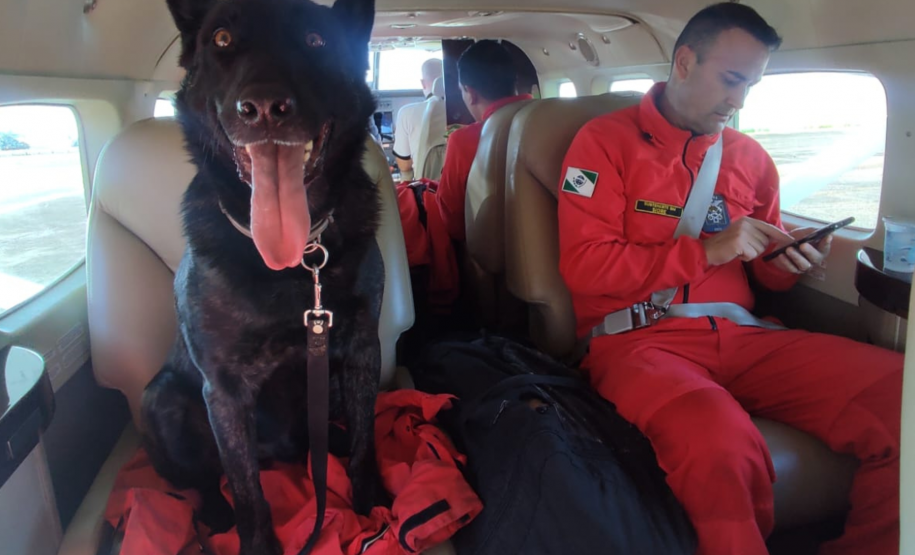 Cães de busca e resgate serão enviados pelo CBMPR para o RS.