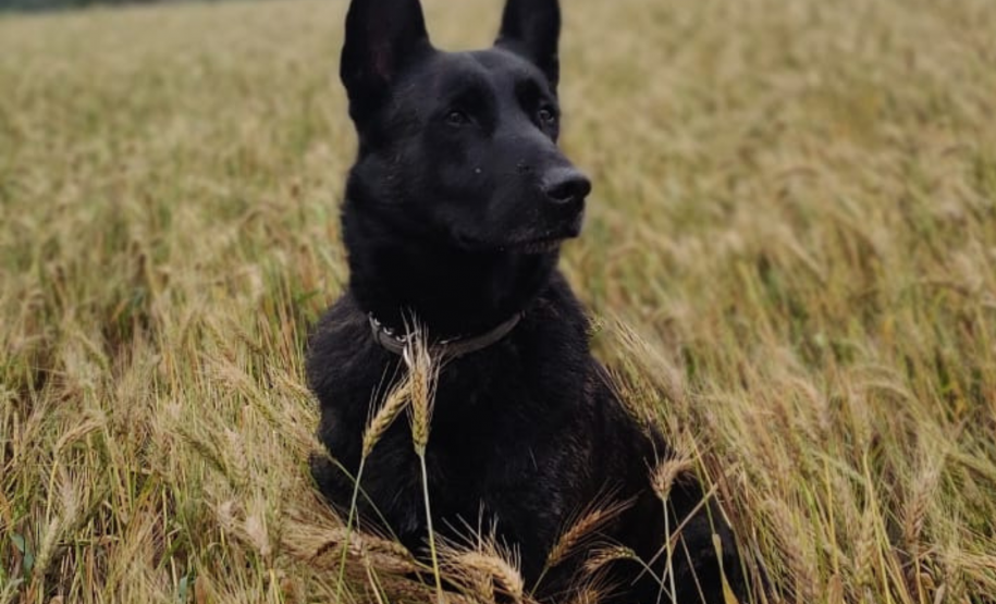 Cães de busca e resgate serão enviados pelo CBMPR para o RS.
