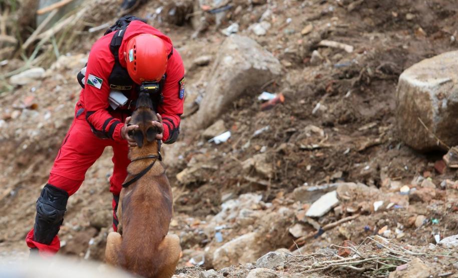 Como são selecionados os cães do GOST 8
