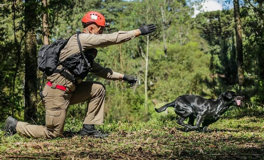 Como são selecionados os cães do GOST 5