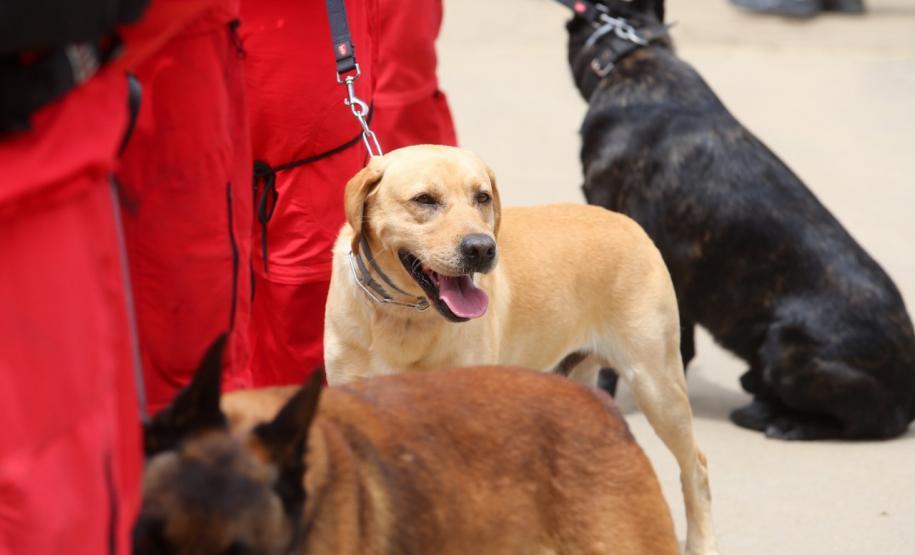 Como são selecionados os cães do GOST 1