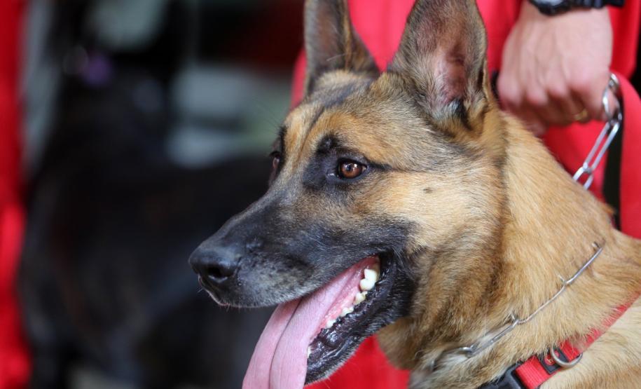 Como são selecionados os cães do GOST 2