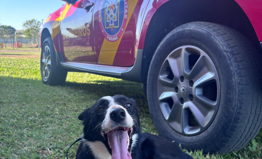 Como são selecionados os cães do GOST 4