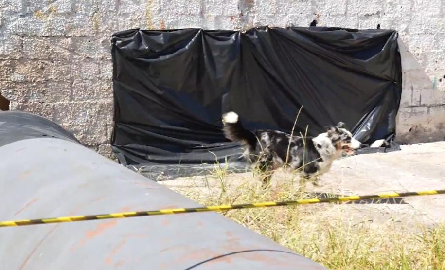 Treinamento reforça papel estratégico dos cães dos Bombeiros em resgates