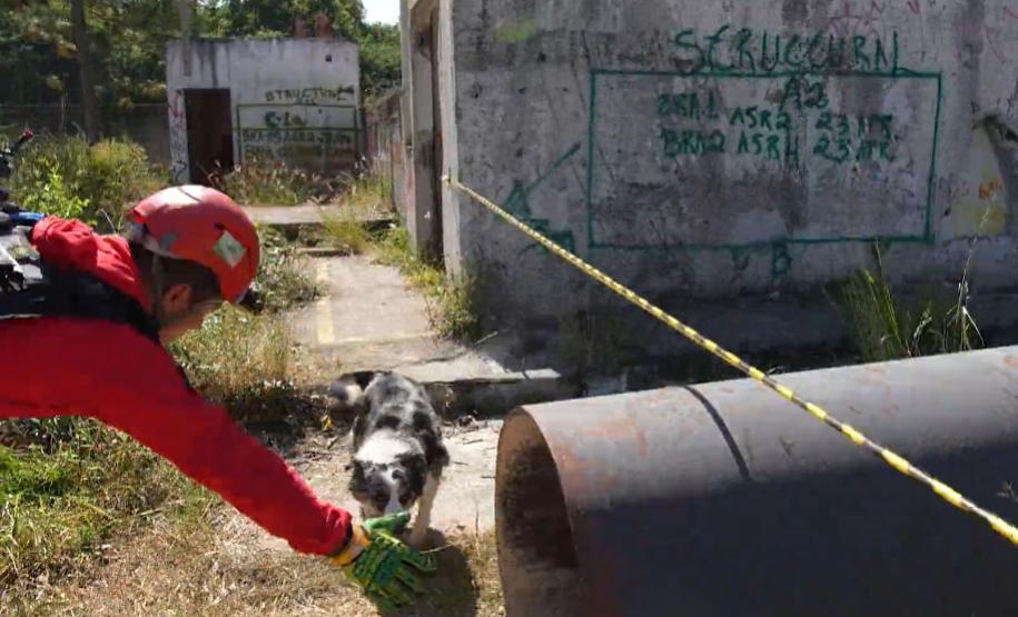 Treinamento reforça papel estratégico dos cães dos Bombeiros em resgates