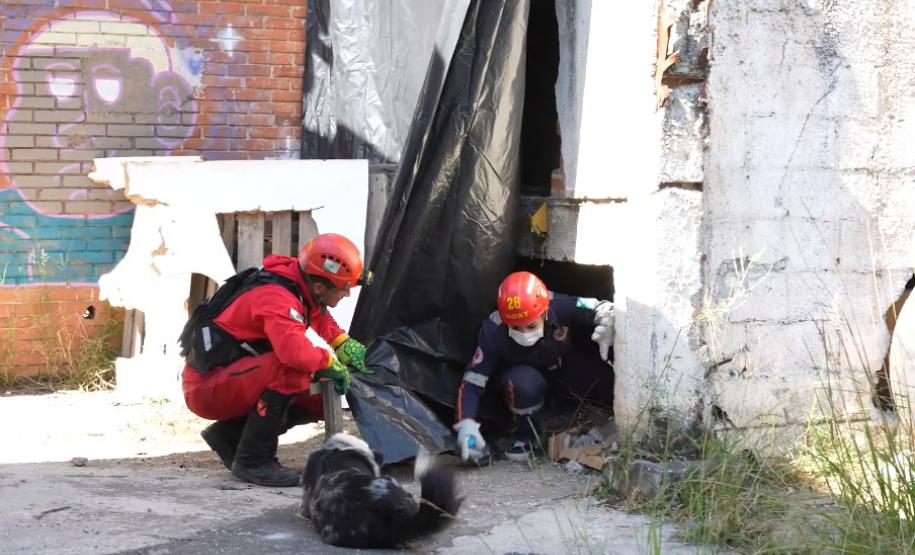 Treinamento reforça papel estratégico dos cães dos Bombeiros em resgates