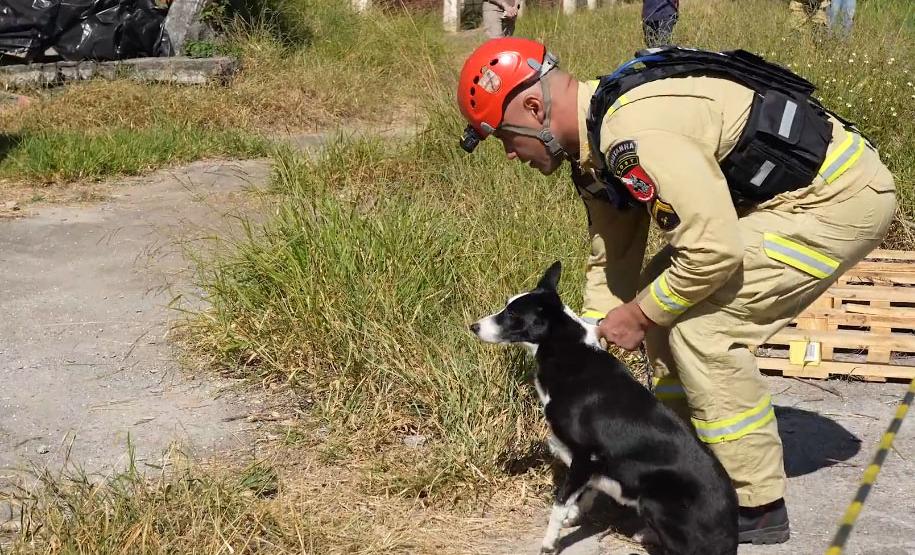 Treinamento reforça papel estratégico dos cães dos Bombeiros em resgates