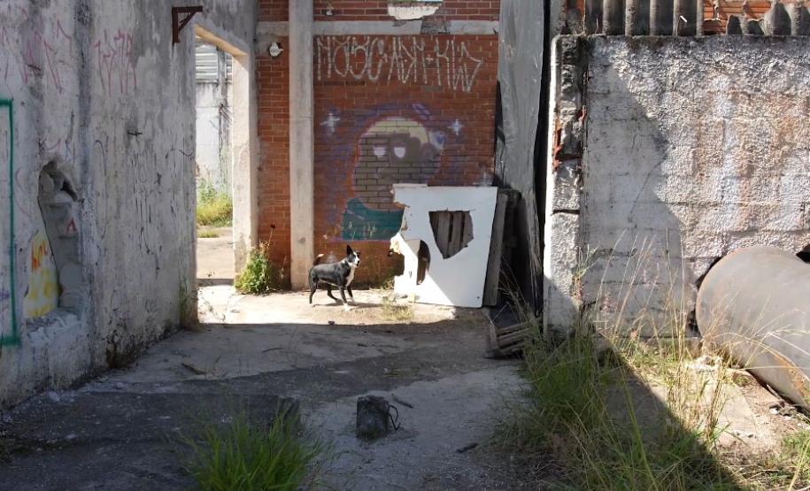 Treinamento reforça papel estratégico dos cães dos Bombeiros em resgates