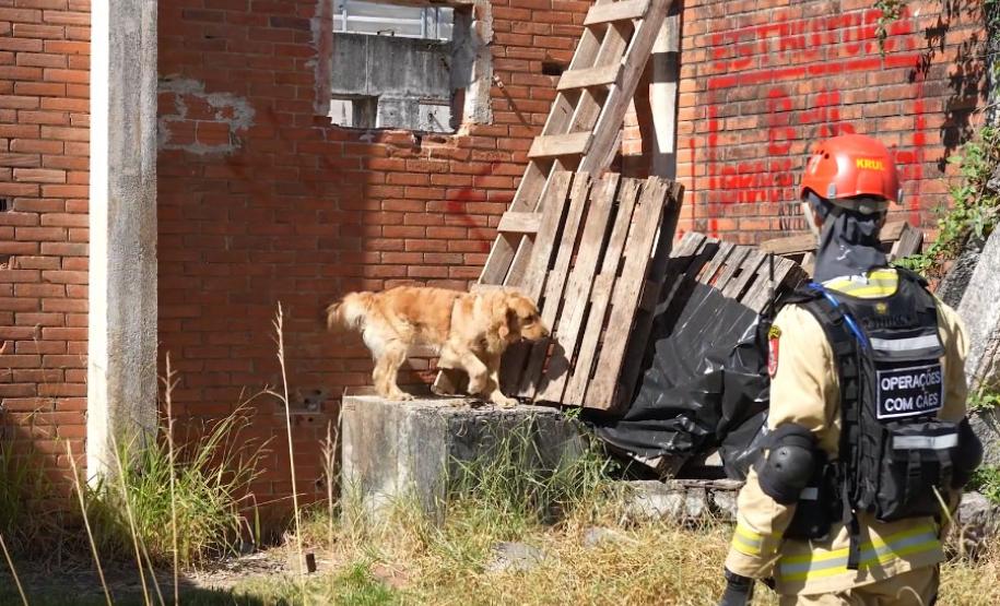 Treinamento reforça papel estratégico dos cães dos Bombeiros em resgates