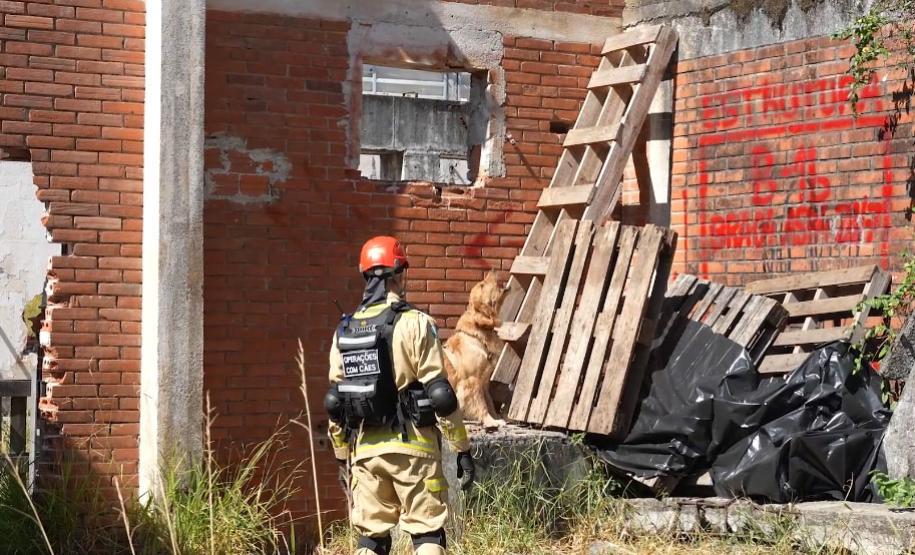 Treinamento reforça papel estratégico dos cães dos Bombeiros em resgates