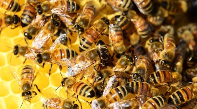 Sétimo enxame de abelhas é removido em Cascavel